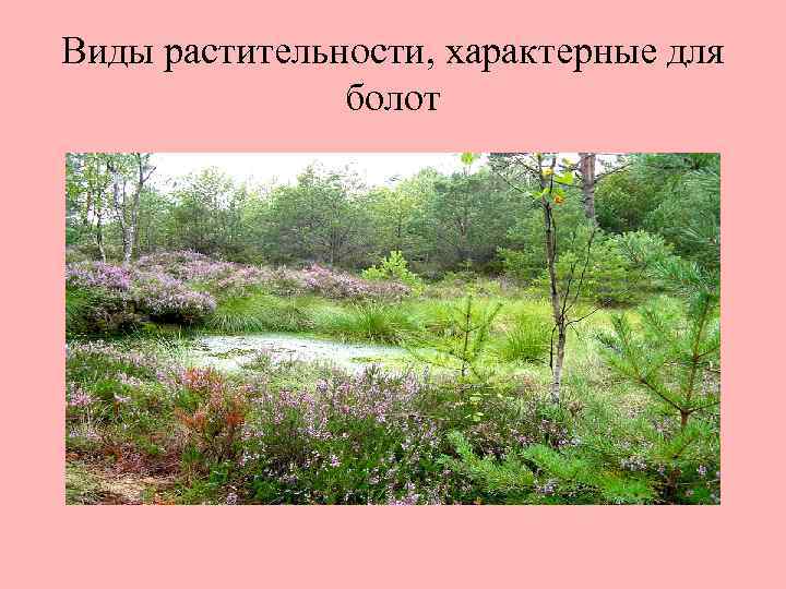 Виды растительности, характерные для болот 