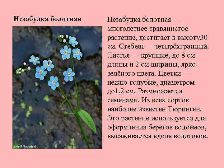 Незабудка болотная — многолетнее травянистое растение, достигает в высоту30 см. Стебель —четырёхгранный. Листья —