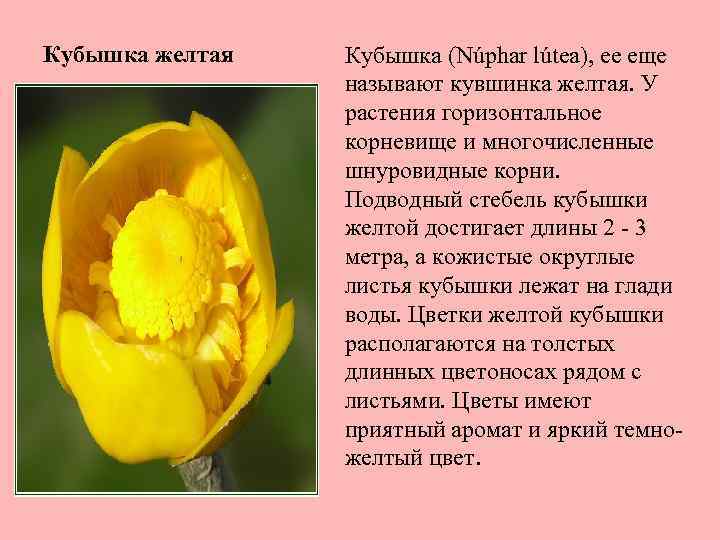 Кубышка желтая Кубышка (Núphar lútea), ее еще называют кувшинка желтая. У растения горизонтальное корневище