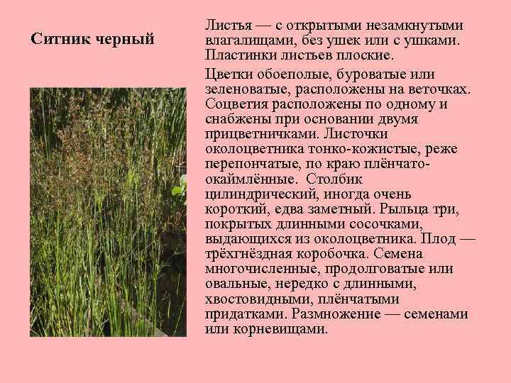 Ситник черный Листья — с открытыми незамкнутыми влагалищами, без ушек или с ушками. Пластинки