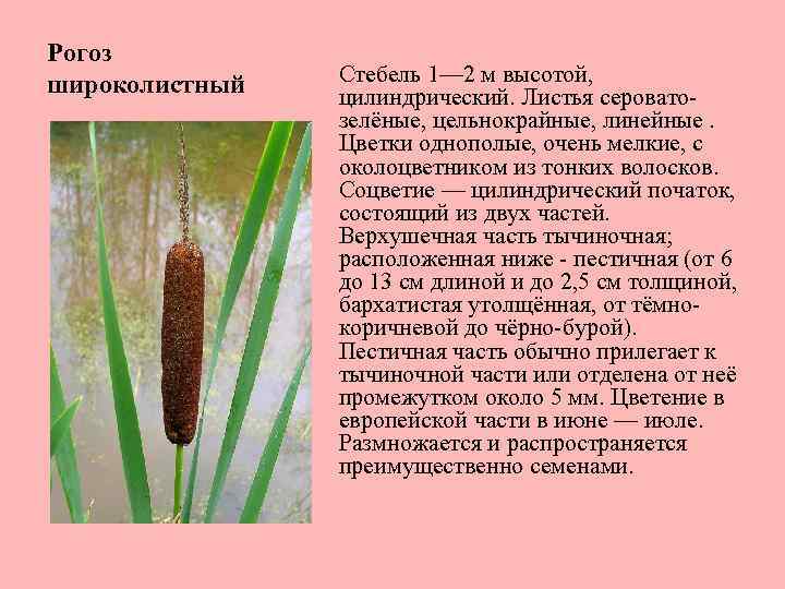 Рогоз широколистный Стебель 1— 2 м высотой, цилиндрический. Листья сероватозелёные, цельнокрайные, линейные. Цветки однополые,
