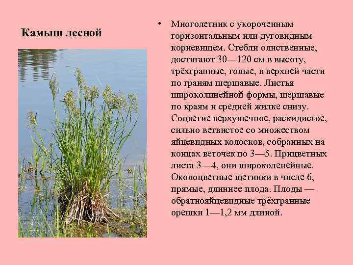 Камыш лесной • Многолетник с укороченным горизонтальным или дуговидным корневищем. Стебли олиственные, достигают 30—