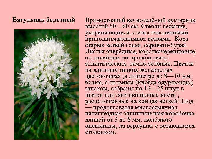 Багульник болотный Прямостоячий вечнозелёный кустарник высотой 50— 60 см. Стебли лежачие, укореняющиеся, с многочисленными