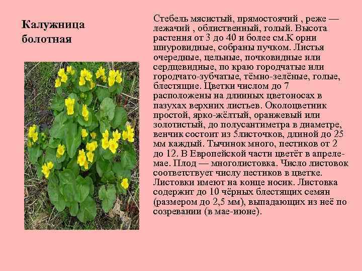 Калужница болотная Стебель мясистый, прямостоячий , реже — лежачий , облиственный, голый. Высота растения