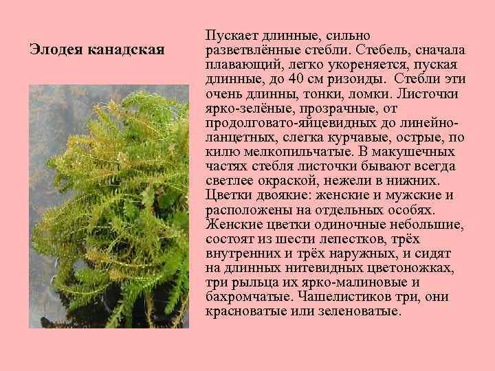 Элодея канадская Пускает длинные, сильно разветвлённые стебли. Стебель, сначала плавающий, легко укореняется, пуская длинные,