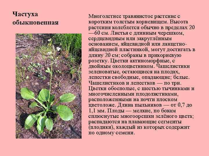 Частуха обыкновенная Многолетнее травянистое растение с коротким толстым корневищем. Высота растения колеблется обычно в