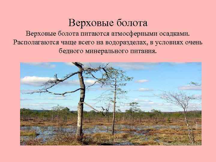 Верховые болота питаются атмосферными осадками. Располагаются чаще всего на водоразделах, в условиях очень бедного