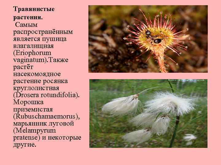 Травянистые растения. Самым распространённым является пушица влагалищная (Eriophorum vaginatum). Также растёт насекомоядное растение росянка