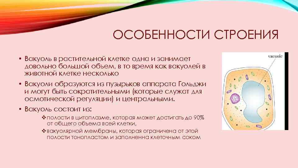 Особенности клеток