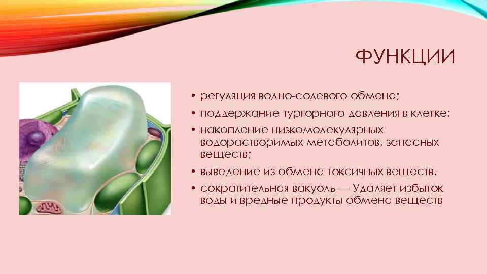 ФУНКЦИИ • регуляция водно-солевого обмена; • поддержание тургорного давления в клетке; • накопление низкомолекулярных