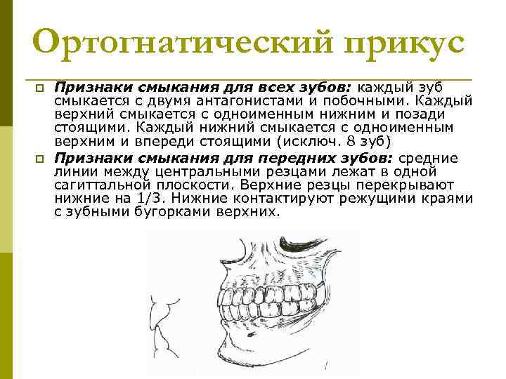 Нижняя артикуляция. Смыкание фронтальных зубов при ортогнатическом прикусе. Ортогнатический прикус постановка зубов. Ортогнатический прикус характеристика. Ортогнатический прикус признаки ортогнатического прикуса.