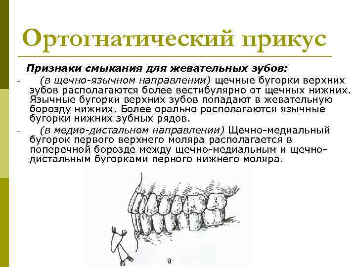 Укажите признаки зубов. Окклюзионная плоскость ортогнатический прикус. Ортогнатический прикус признаки ортогнатического прикуса. Признаки смыкания зубов при ортогнатическом прикусе. Морфологическая характеристика ортогнатического прикуса.