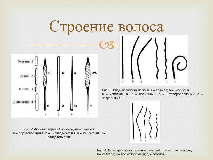 Строение волоса Рис. 3. Виды извитости волоса: а – прямой; б – изогнутый; в