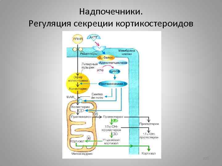 Схема регуляции синтеза и секреции кортизола