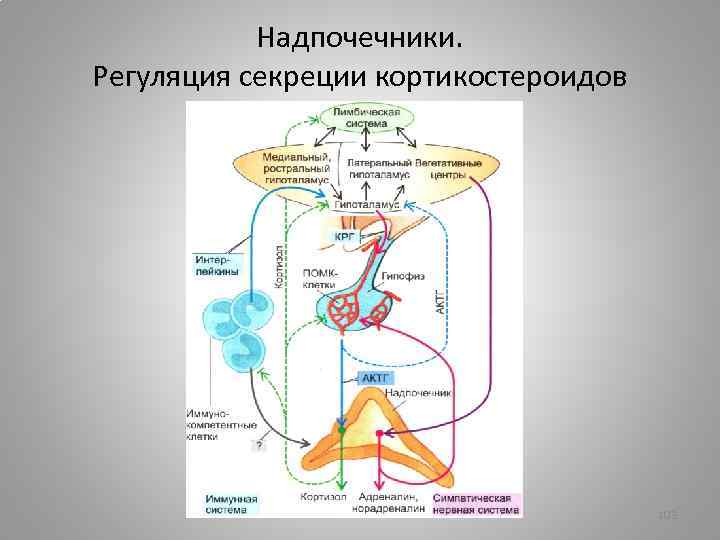 Схема регуляции синтеза и секреции кортизола