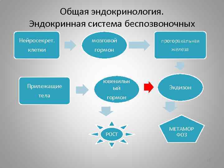 Профиль эндокринология. Эндокринная система беспозвоночных. Эволюция эндокринной системы беспозвоночных. Эволюция эндокринной системы животных. Направление эволюции эндокринной системы.