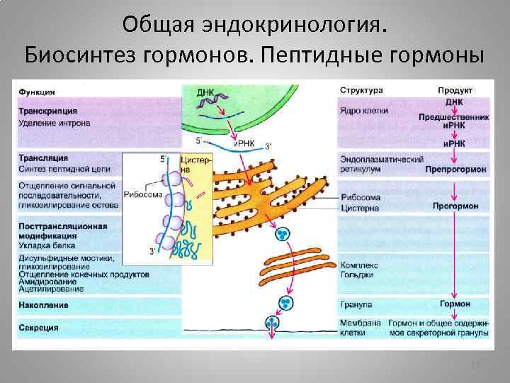 Общая эндокринология. Биосинтез гормонов. Пептидные гормоны 23 