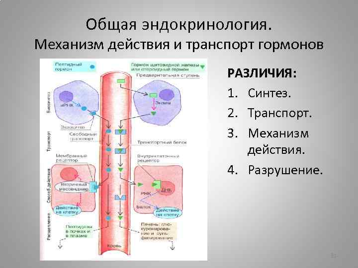 Синтез транспорт. Виды транспорта гормонов. Механизмы транспорта гормонов. Транспорт гормонов кровью. Транспорт гормонов физиология.