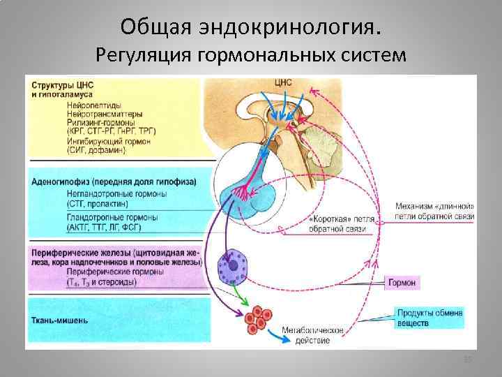 Общая эндокринология. Регуляция гормональных систем 35 