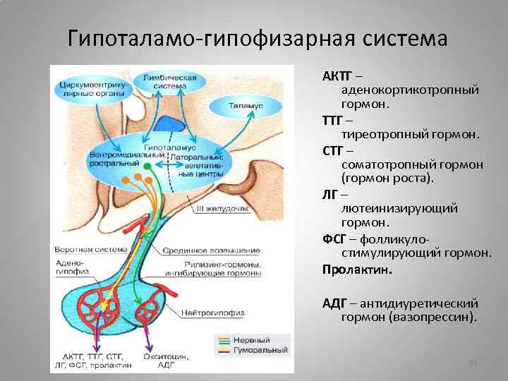 Гипоталамо-гипофизарная система АКТГ – аденокортикотропный гормон. ТТГ – тиреотропный гормон. СТГ – соматотропный гормон