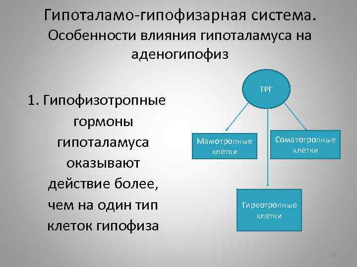 Гипоталамо-гипофизарная система. Особенности влияния гипоталамуса на аденогипофиз 1. Гипофизотропные гормоны гипоталамуса оказывают действие более,