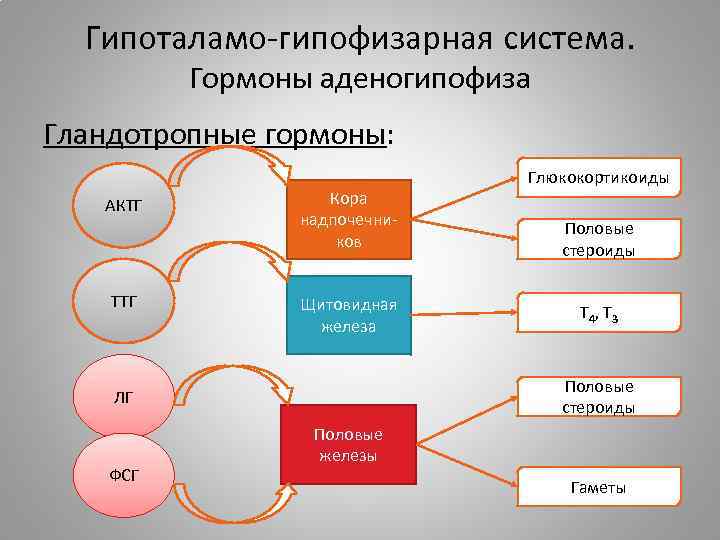 Гормоны тесты с ответами