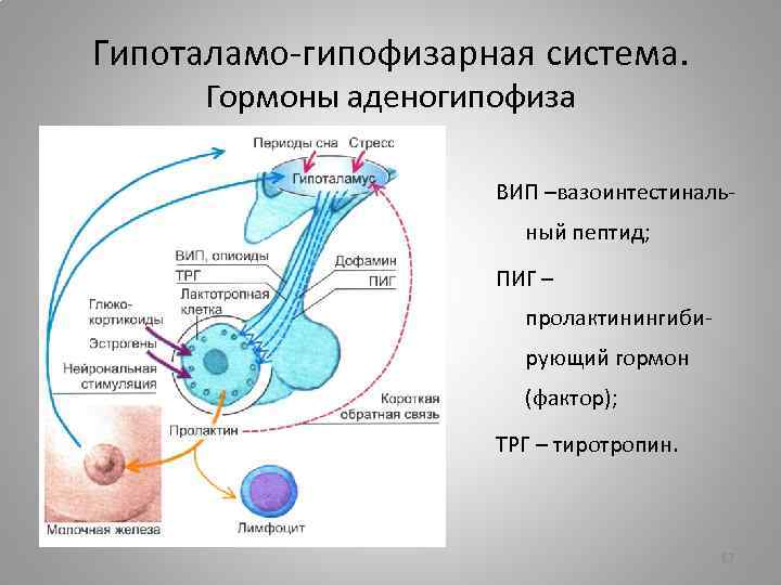 Гипоталамо-гипофизарная система. Гормоны аденогипофиза ВИП –вазоинтестинальный пептид; ПИГ – пролактинингибирующий гормон (фактор); ТРГ –