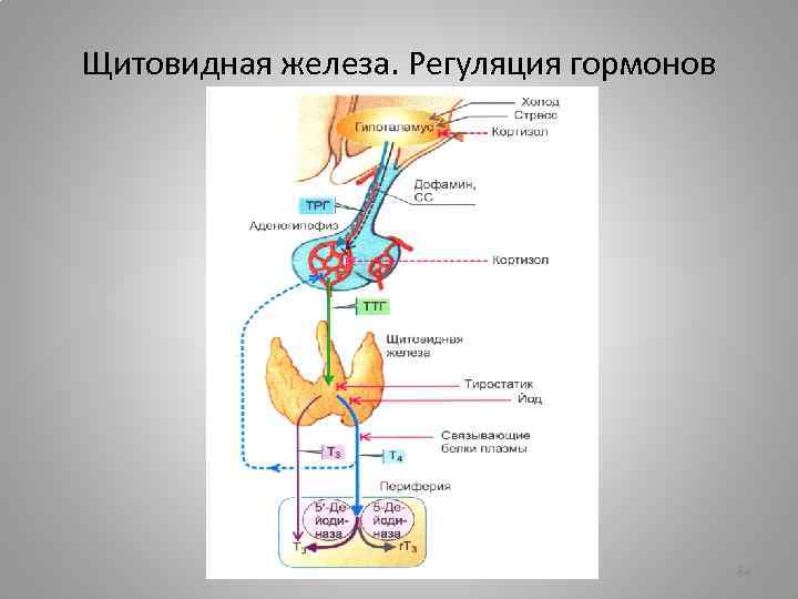 Иннервация щитовидной железы. Регуляция секреции гормонов щитовидной железы. Регуляция функции щитовидной железы схема. Иннервация щитовидной железы схема. Регуляция эндокринной функции щитовидной железы..