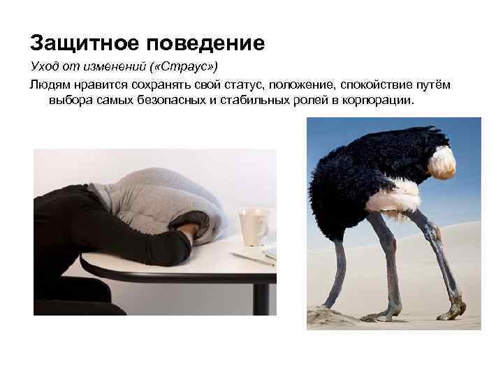Защитное поведение Уход от изменений ( «Страус» ) Людям нравится сохранять свой статус, положение,