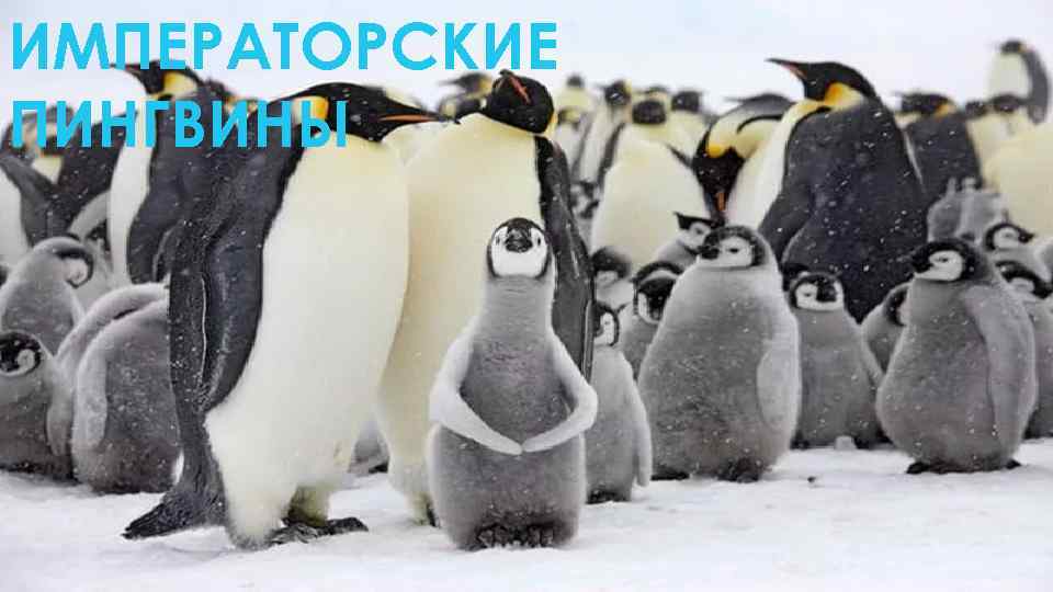 ИМПЕРАТОРСКИЕ ПИНГВИНЫ 