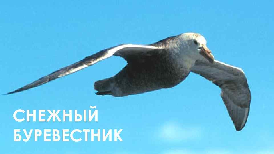 СНЕЖНЫЙ БУРЕВЕСТНИК 