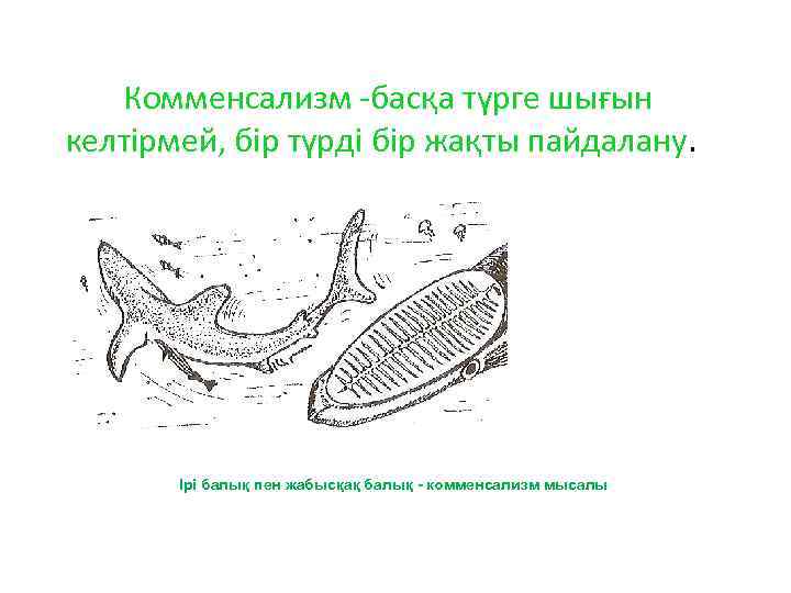  Комменсализм -басқа түрге шығын келтірмей, бір түрді бір жақты пайдалану. Ірі балық пен