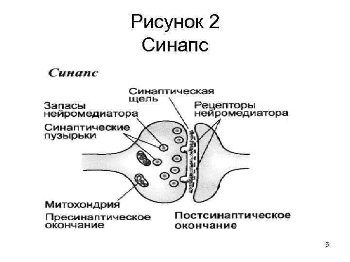 Рисунок 2 Синапс 5 