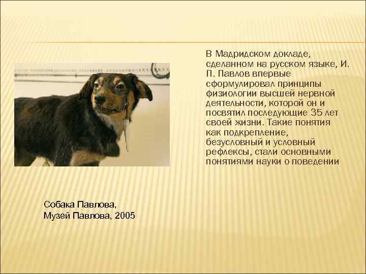 В Мадридском докладе, сделанном на русском языке, И. П. Павлов впервые сформулировал принципы физиологии