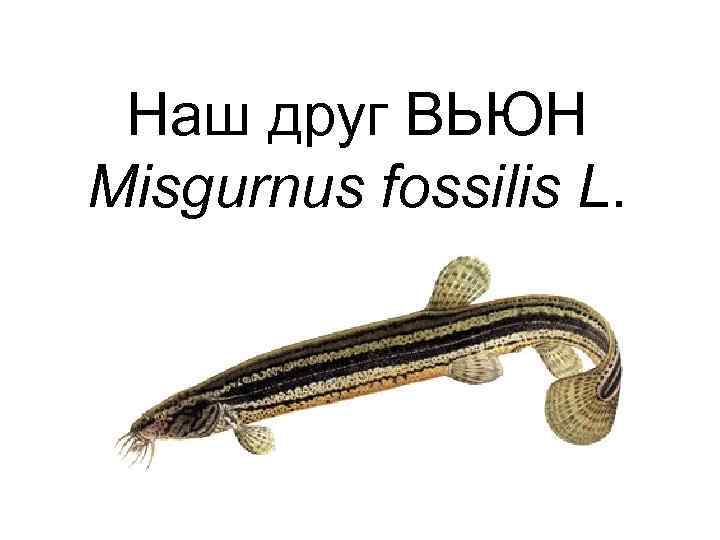 Наш друг ВЬЮН Misgurnus fossilis L. 