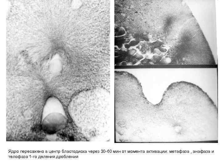 Ядро пересажено в центр бластодиска через 30 -60 мин от момента активации: метафаза ,