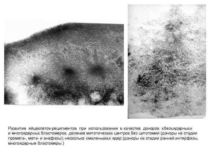Развитие яйцеклеток-реципиентов при использовании в качестве доноров «безъядерных» и многоядерных бластомеров: деление митотических центров