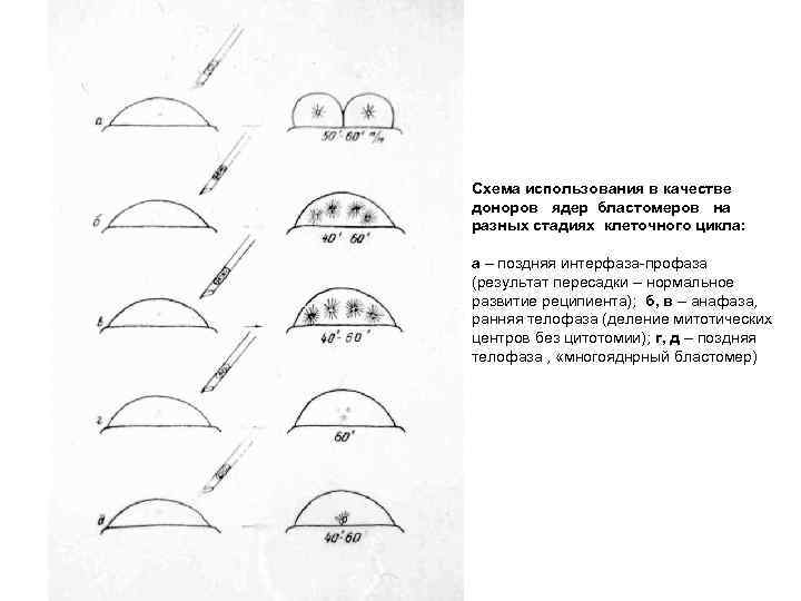 Схема использования в качестве доноров ядер бластомеров на разных стадиях клеточного цикла: а –
