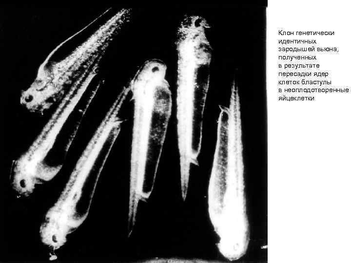 Клон генетически идентичных зародышей вьюна, полученных в результате пересадки ядер клеток бластулы в неоплодотворенные