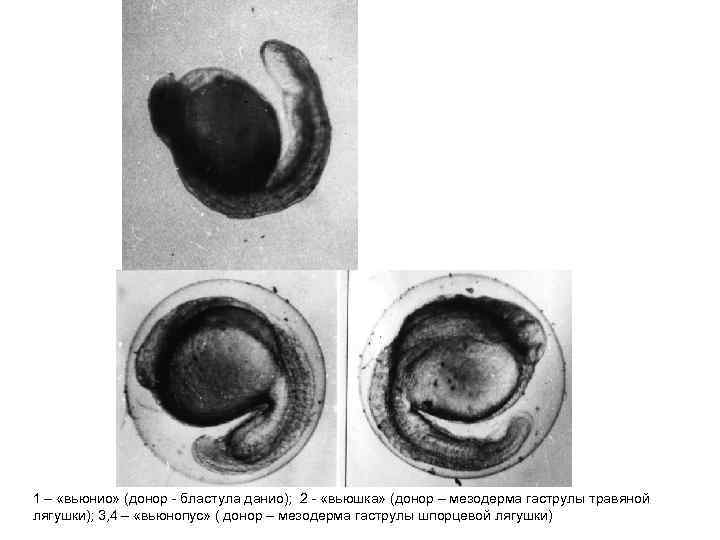 1 – «вьюнио» (донор - бластула данио); 2 - «вьюшка» (донор – мезодерма гаструлы