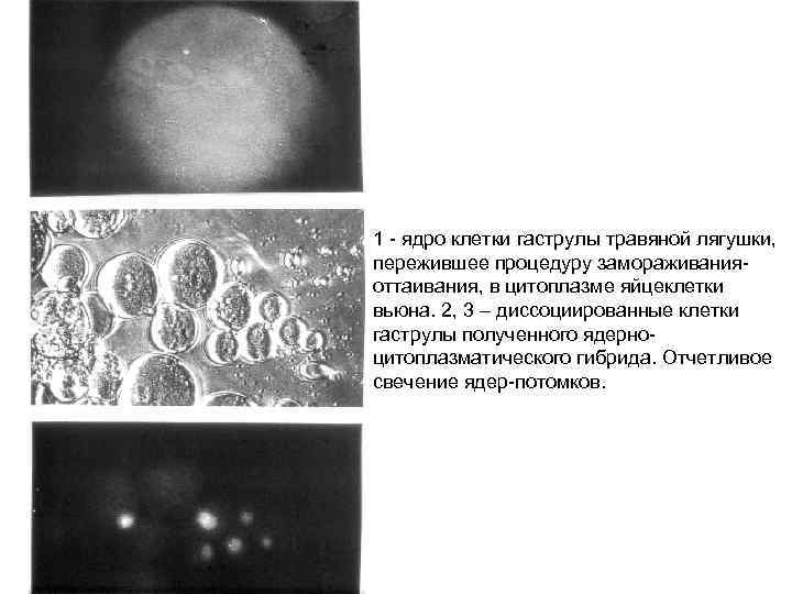 1 - ядро клетки гаструлы травяной лягушки, пережившее процедуру замораживанияоттаивания, в цитоплазме яйцеклетки вьюна.
