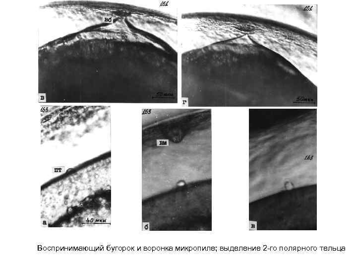 Воспринимающий бугорок и воронка микропиле; выделение 2 -го полярного тельца 