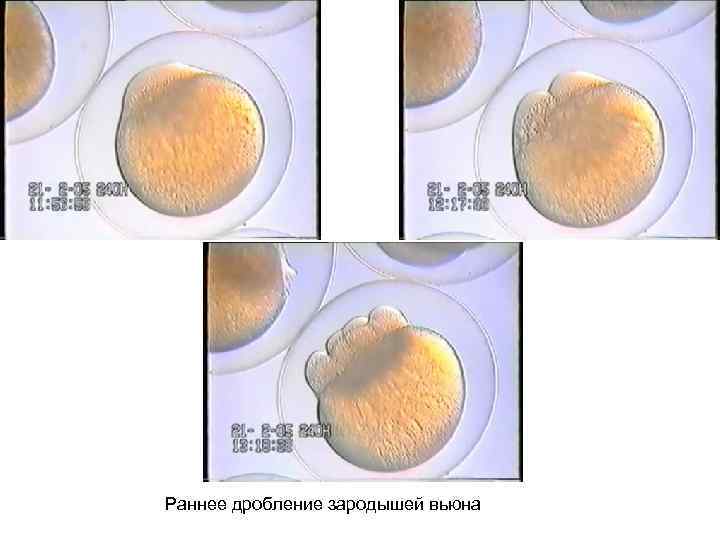 Раннее дробление зародышей вьюна 