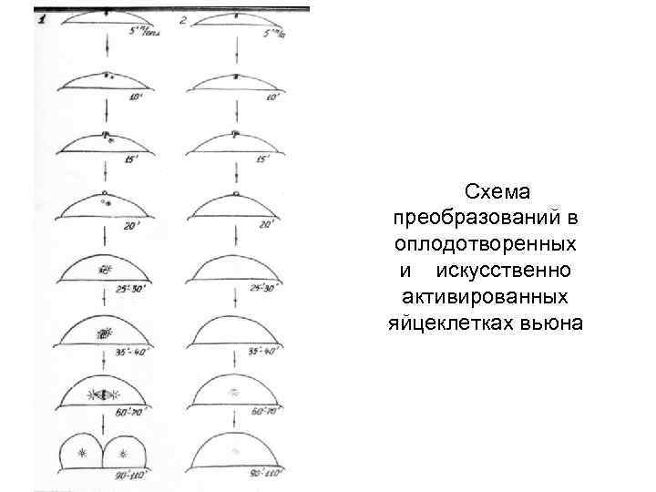 Схема преобразований в оплодотворенных и искусственно активированных яйцеклетках вьюна 