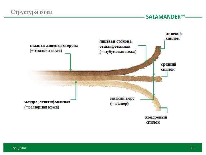 Структура кожи 2/10/2018 11 