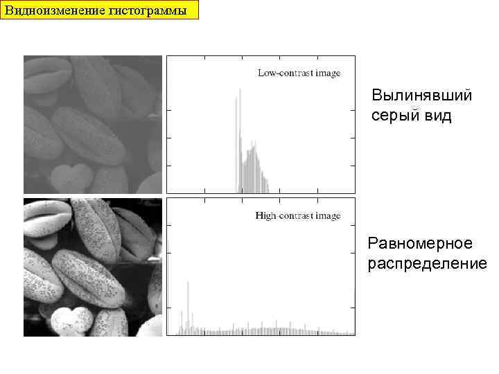 Видноизменение гистограммы Вылинявший серый вид Равномерное распределение 