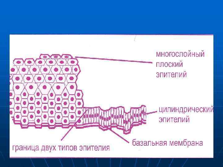 Әйел жыныс мүшелері презентация