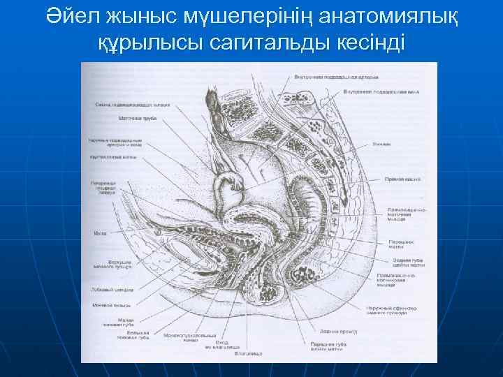 Әйел жыныс мүшелерінің анатомиялық құрылысы сагитальды кесінді 