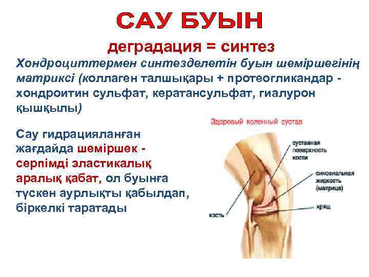 деградация = синтез Хондроциттермен синтезделетін буын шеміршегінің матриксі (коллаген талшықары + протеогликандар - хондроитин