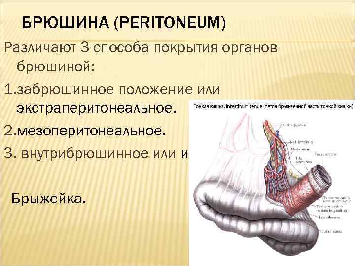 Брыжейка тонкой кишки где находится у человека фото